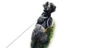 Get Realtime SMS/Live Tracking Data w/ Pet Tracker GPS Dog Collar Tracker Size:XL