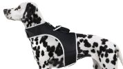 Get Accurate Pet Locations w/ Pet Tracker Realtime Dog Collar GPS Tracker Size:XXL