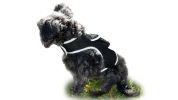 Get Accurate Pet Locations w/ Pet Tracker Realtime Dog Collar GPS Tracker Size:XXL